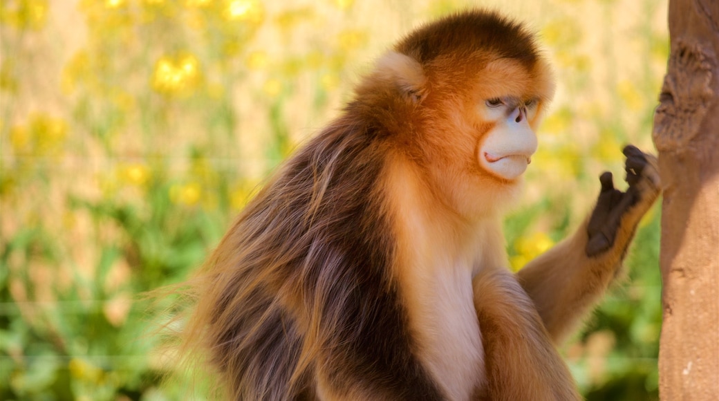 愛寶樂園 其中包括 動物園裡的動物 和 可愛或友善的動物