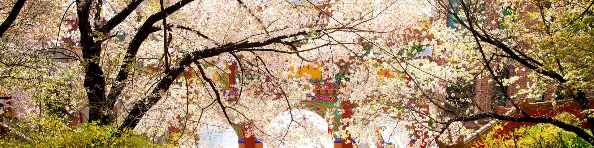 Jayu Park which includes a park and wildflowers as well as a couple