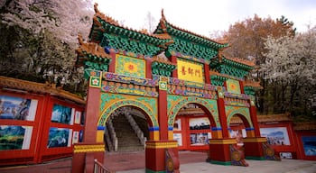 Chinatown which includes heritage elements, outdoor art and signage