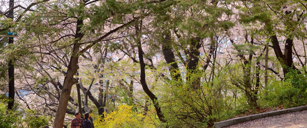 Parque Jayu ofreciendo un parque y flores salvajes y también una pareja