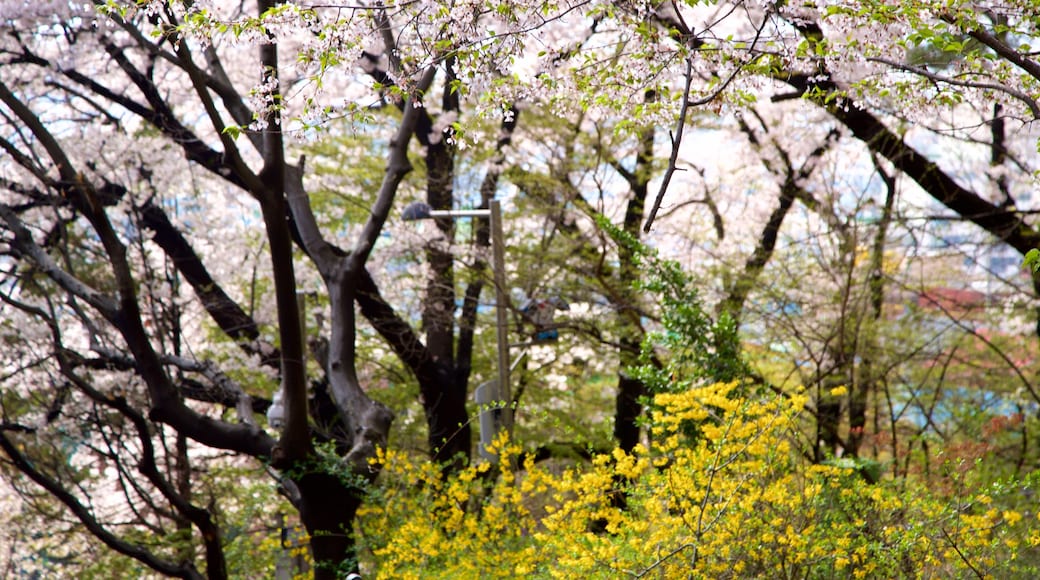 Jayu Park which includes wildflowers and a garden