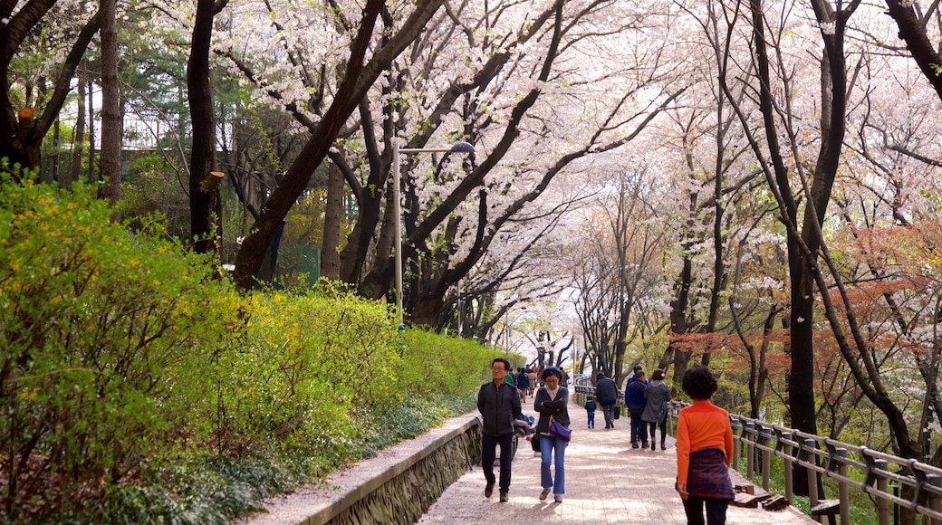 Jayu Park which includes wild flowers and a park as well as a couple