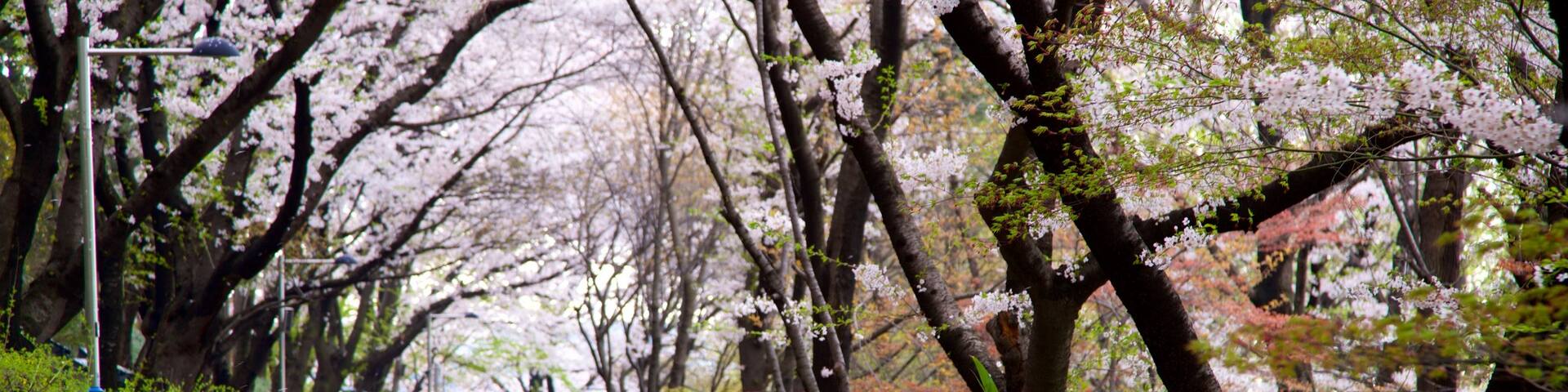 Jayu Park featuring wild flowers and a park as well as a family
