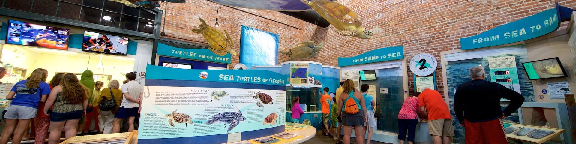 Georgia Sea Turtle Center showing interior views and marine life as well as a small group of people