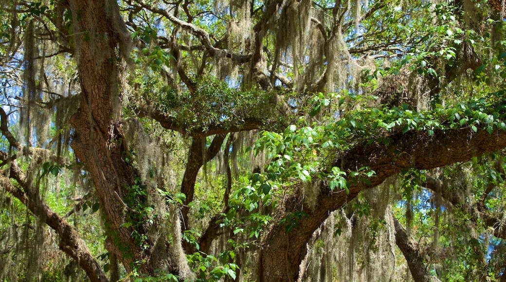 Jekyll Island showing a park
