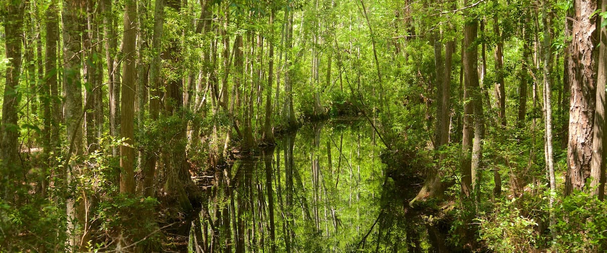 Okefenokee Swamp Park qui includes scĂšnes forestiĂšres