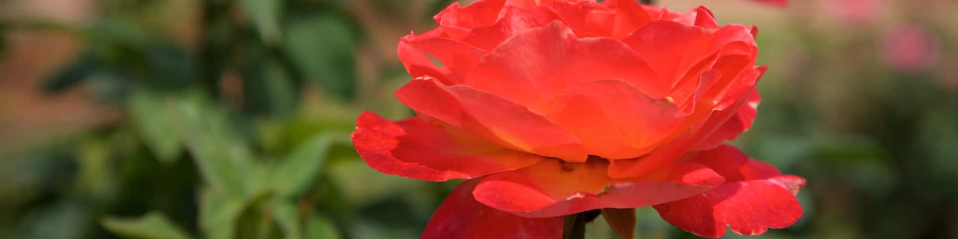 Thomasville Rose Garden welches beinhaltet Wildblumen