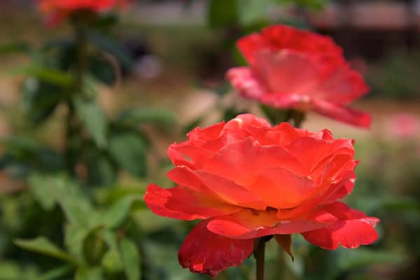 トマスビル ローズ ガーデン フィーチャー 野花