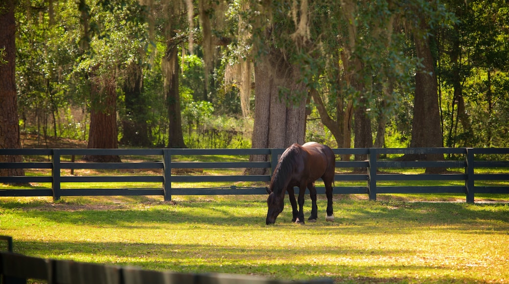 Pebble Hill Plantation mostrando granja y animales terrestres