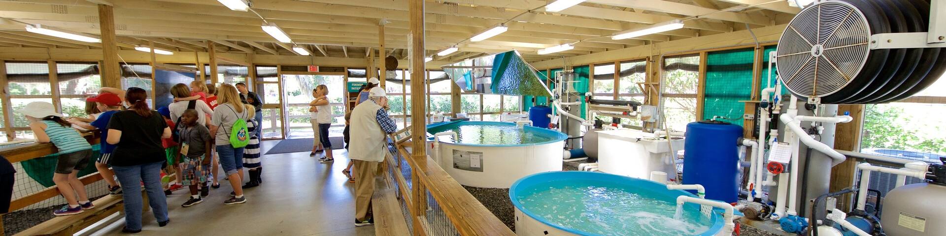 Georgia Sea Turtle Center which includes marine life and interior views as well as a small group of people