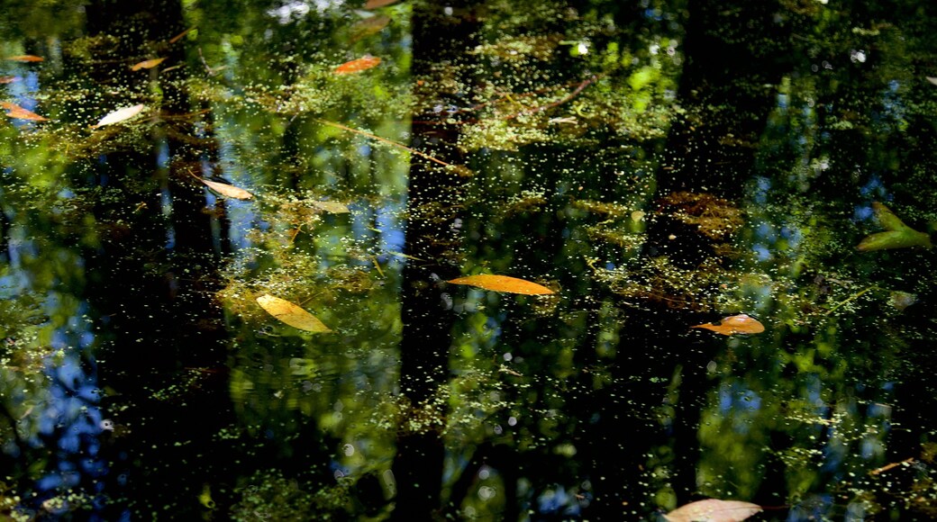 Okefenokee Swamp Park featuring a pond