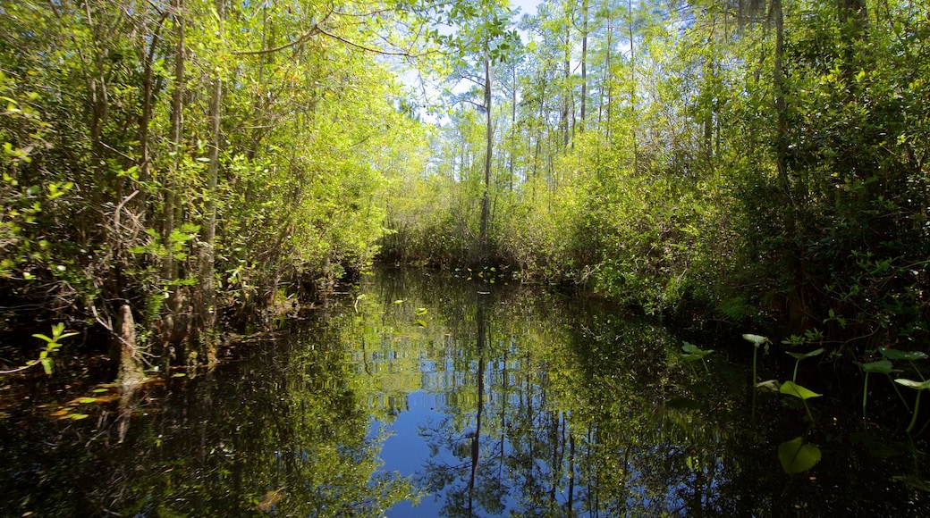 Parque Okefenokee Swamp que incluye un río o arroyo y escenas forestales