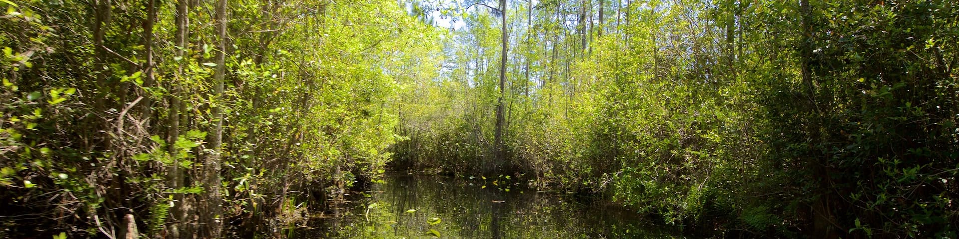 Okefenokee Swamp Park featuring forests and a river or creek