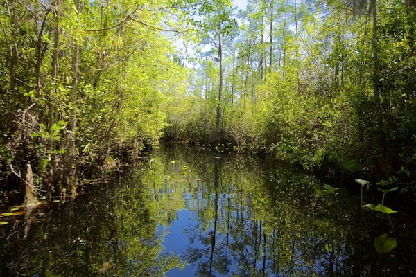 Okefenokee Swamp Park mettant en vedette riviĂšre ou ruisseau et scĂšnes forestiĂšres