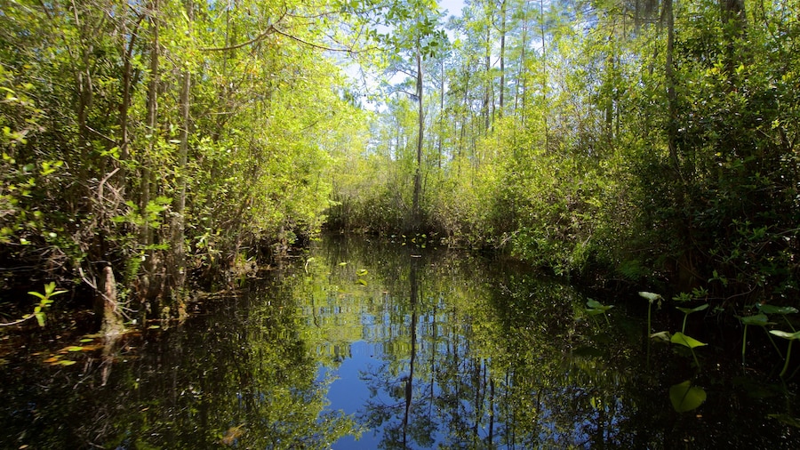 Okefenokee Swamp Park caracterizando um rio ou cĂłrrego e cenas de floresta