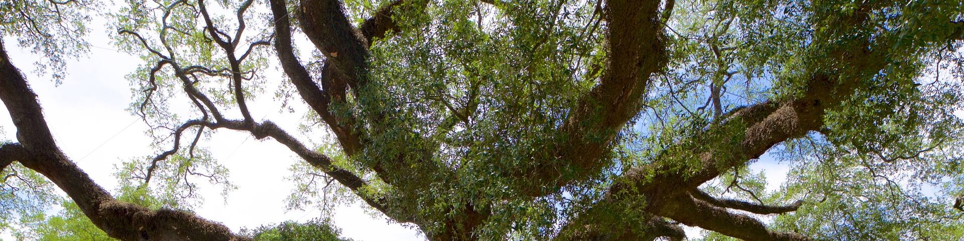 Thomasville\'s Historic Big Oak which includes a garden as well as children