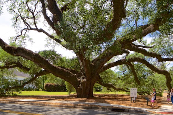 トマスビルズ ヒストリック ビッグ オーク どの含み 公園 及び 子供たち