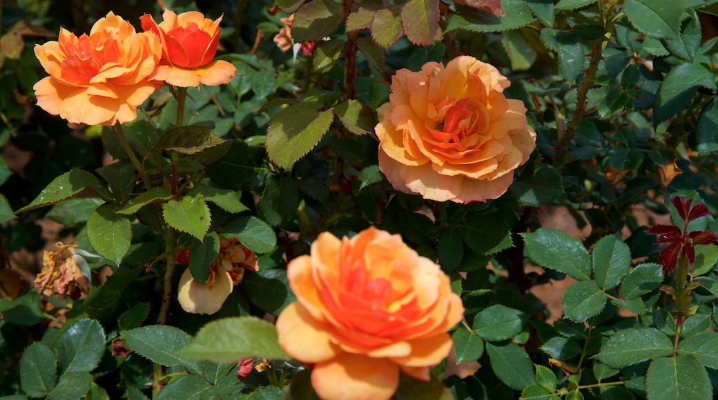 Thomasville Rose Garden showing wild flowers