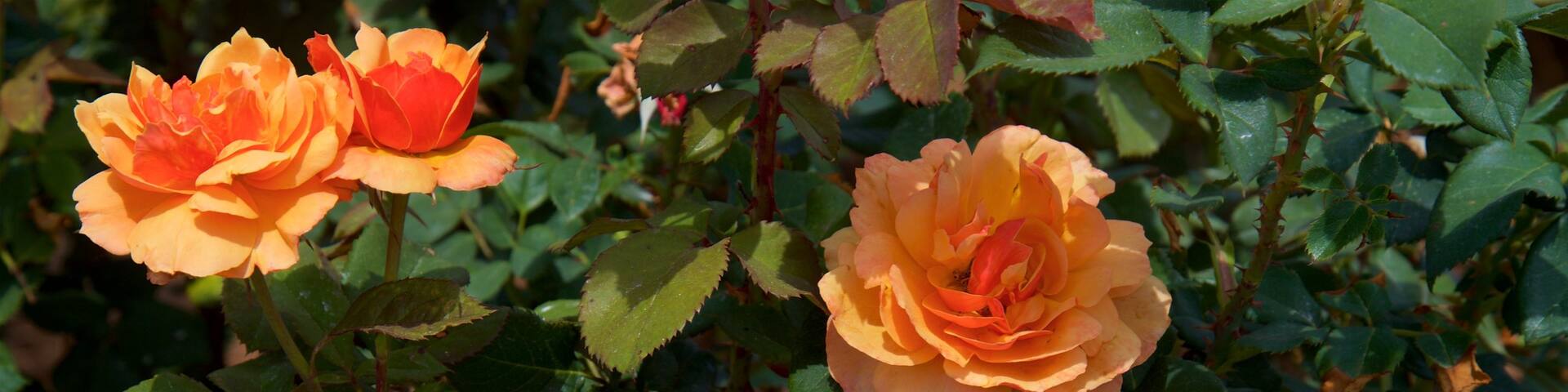 Thomasville Rose Garden featuring wild flowers