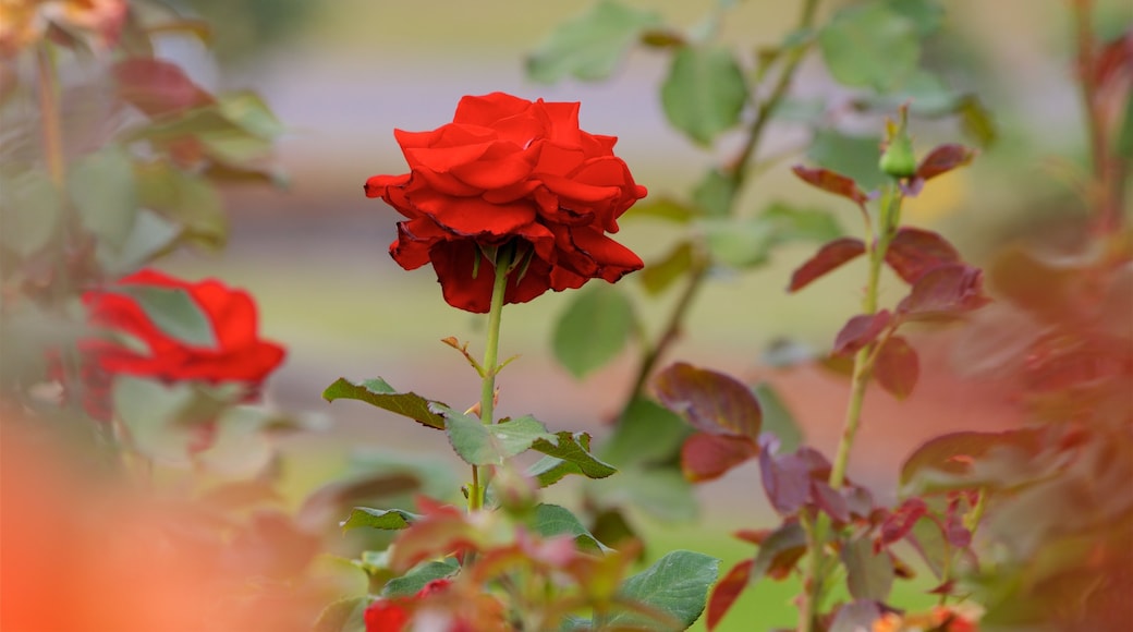 Thomasville Rose Garden which includes wildflowers