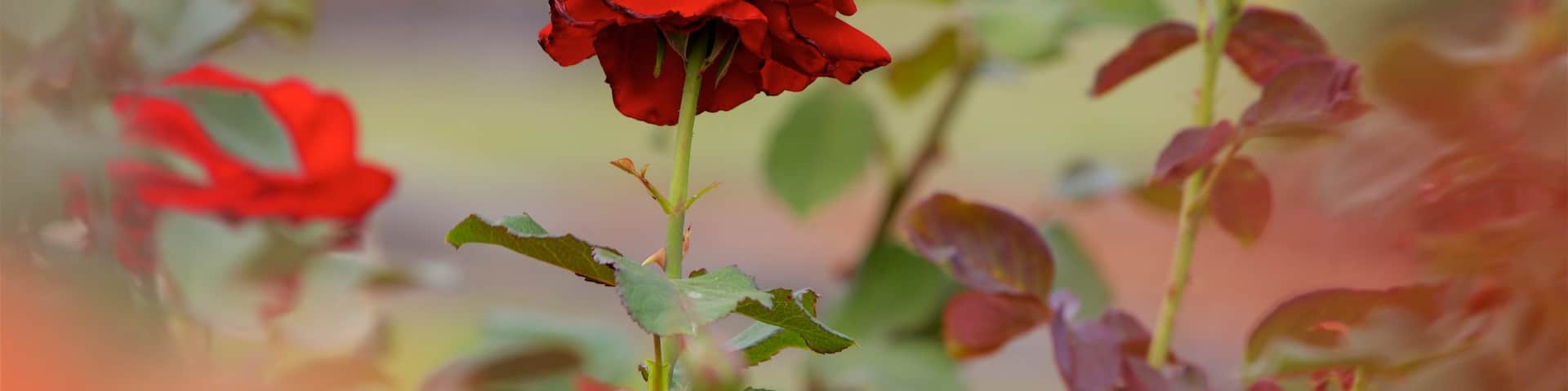 Thomasville Rose Garden showing wildflowers