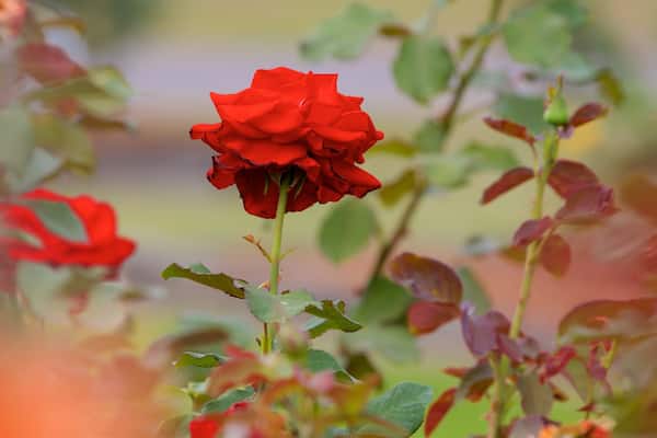 トマスビル ローズ ガーデン 表示 野花