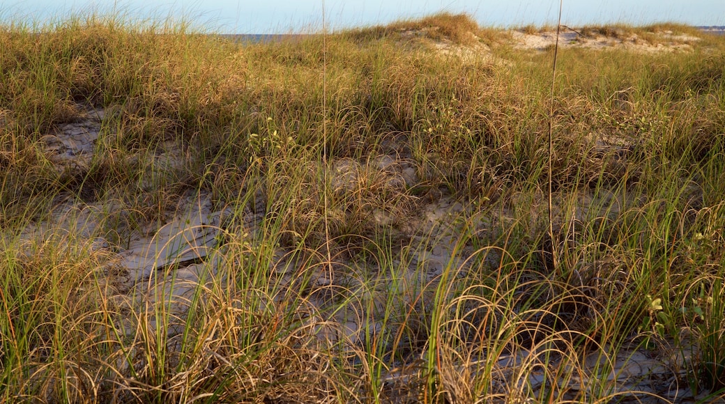 Great Dunes Park featuring a beach and general coastal views