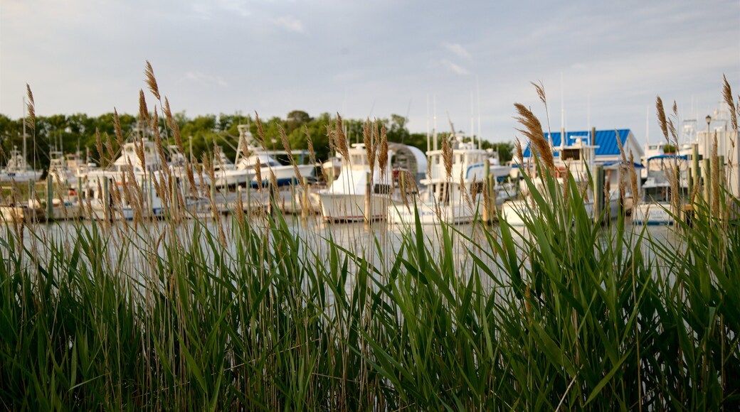 Lewes che include baia e porto, fiori di campo e tramonto