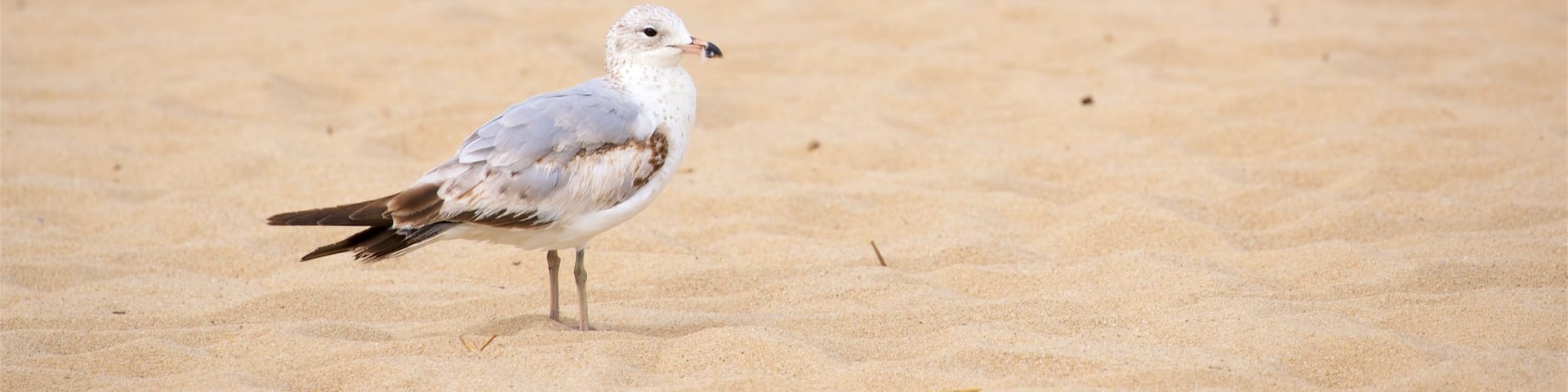 Lewes Beach showing a sandy beach and bird life