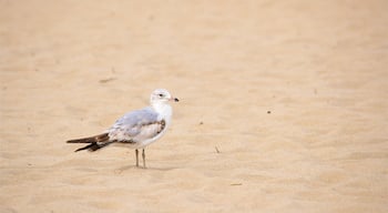 Lewes Beach showing a sandy beach and bird life