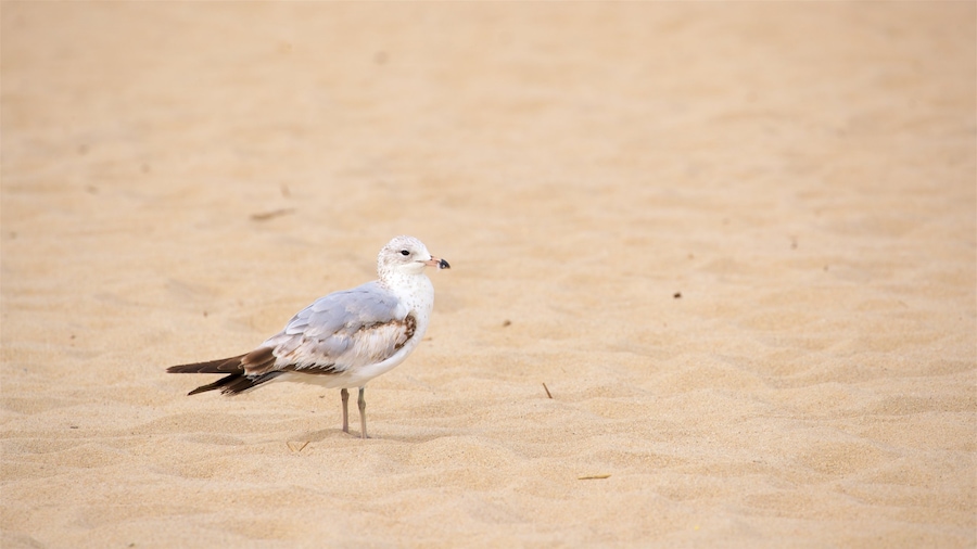 Strand von Lewes das einen Sandstrand und Vögel