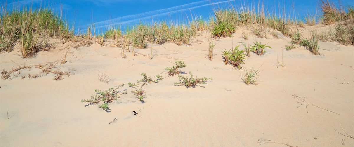Fenwick Island State Park showing a beach