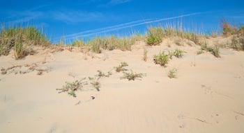 Staatlicher Park der Insel Fenwick das einen Strand