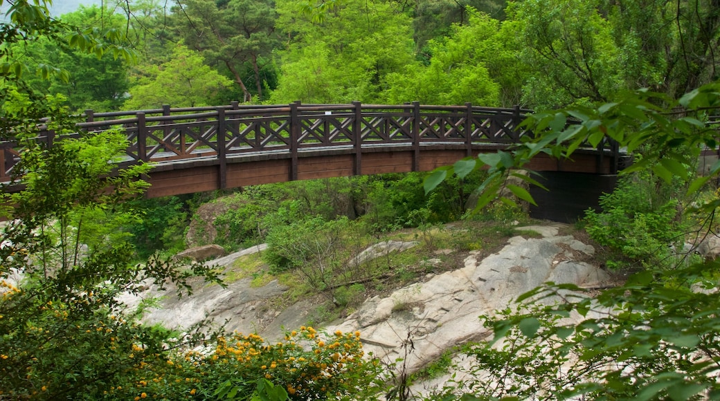 Bukhansan National Park featuring forest scenes and a bridge