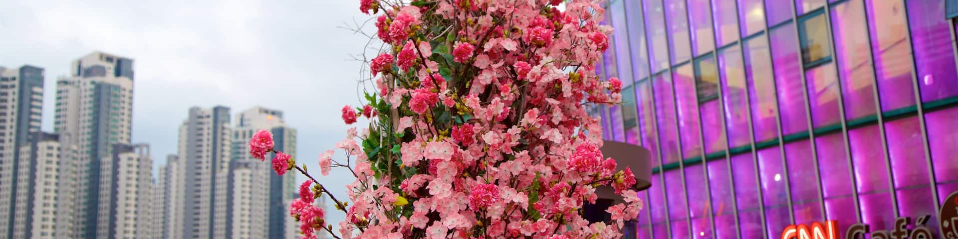 Seocho-gu showing flowers, a high rise building and a city