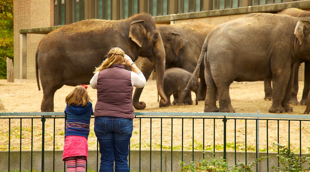 Berlin Zoo showing land animals and zoo animals as well as a family