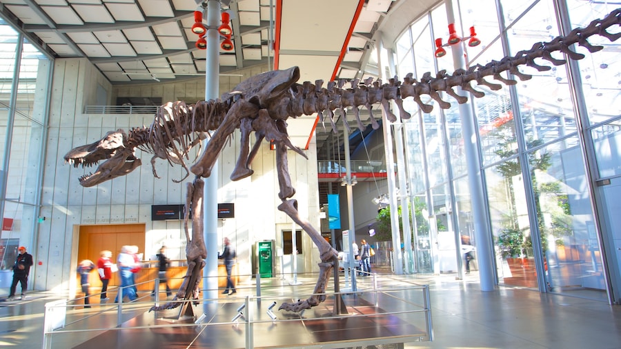 California Academy of Sciences which includes rides and interior views