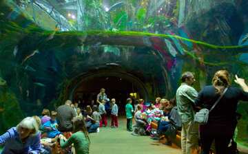 Visit California Academy of Sciences in Golden Gate | Expedia