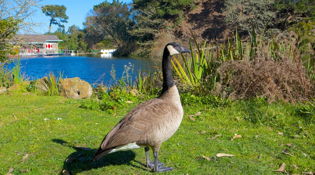 Golden Gate Park which includes a lake or waterhole, a garden and bird life