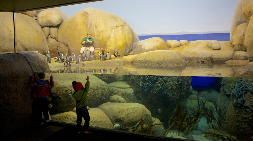 Minnesota Zoo que incluye animales del zoológico, arrecifes coloridos y vida marina