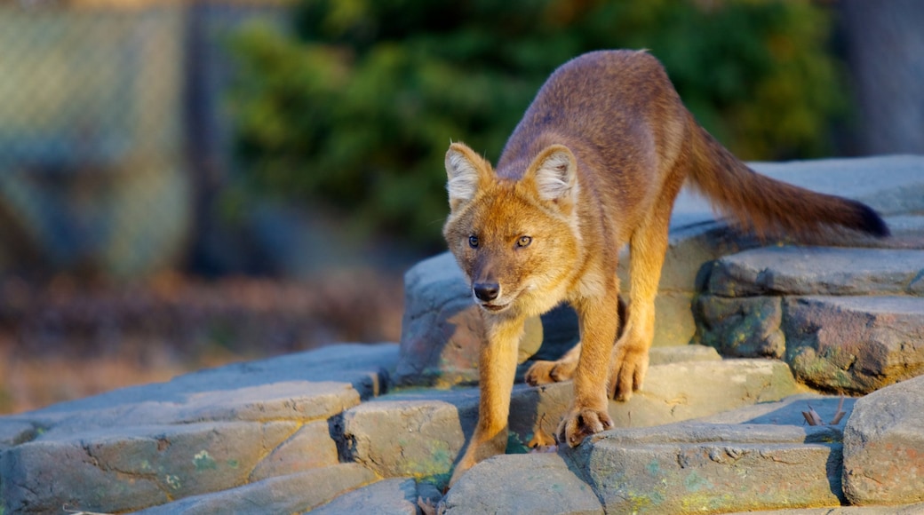 Minnesota Zoo featuring zoo animals and dangerous animals