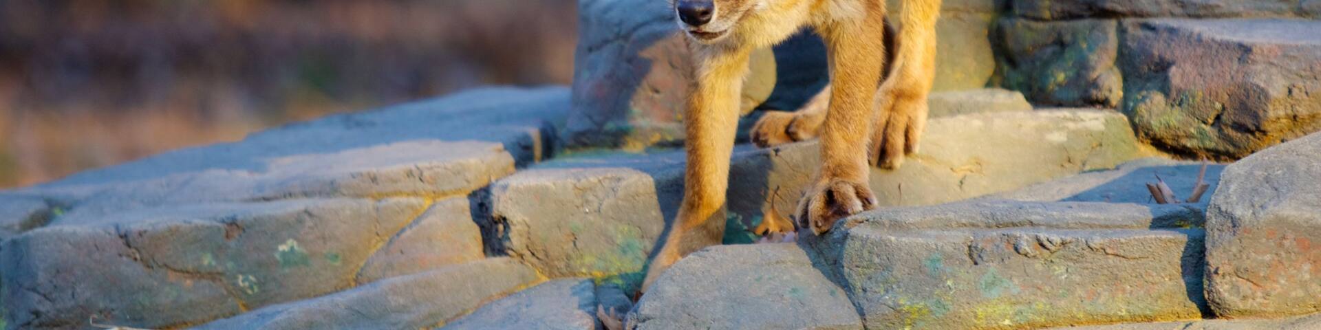 Minnesota Zoo featuring dangerous animals and zoo animals