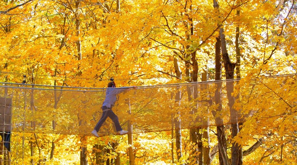 Indianapolis qui includes couleurs d\'automne, passerelle ou pont suspendu et forĂȘts