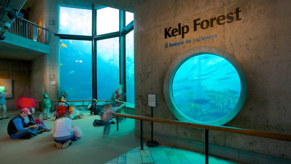 Monterey Bay Aquarium mostrando vistas interiores y vida marina