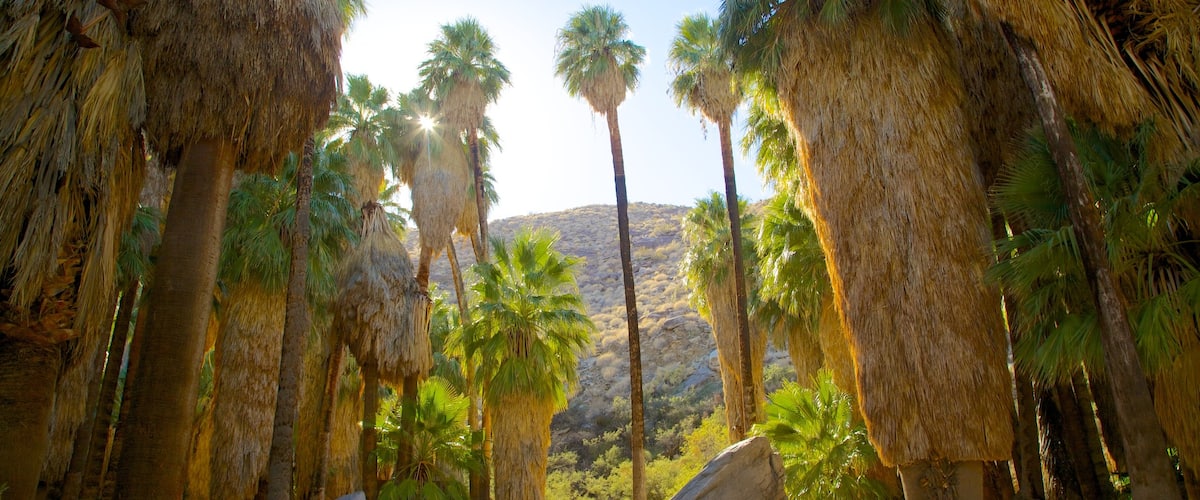 Palm Springs das einen Landschaften und Park