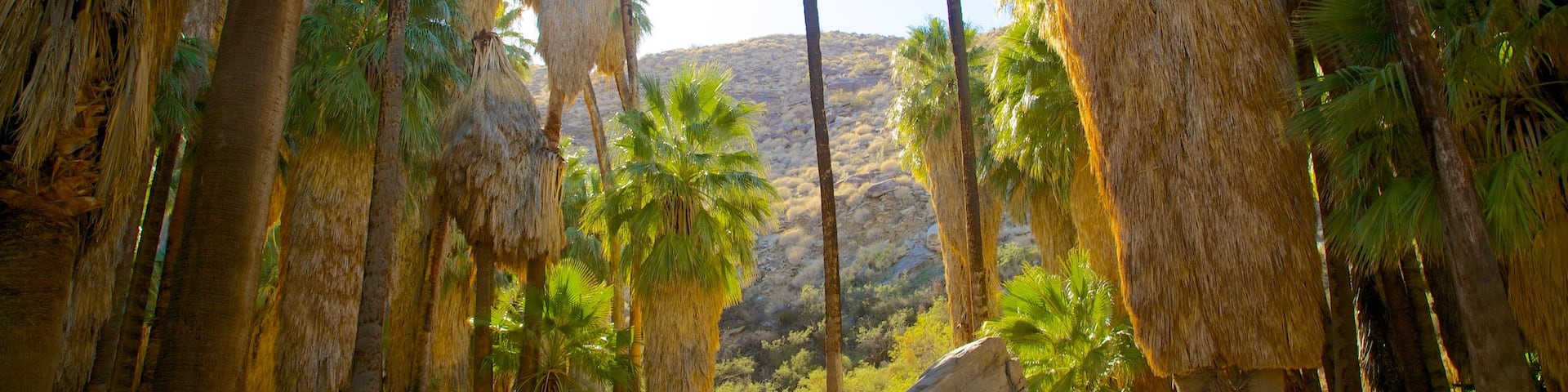 Palm Springs showing landscape views and a park