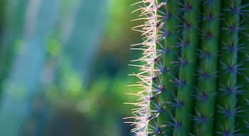 Palm Springs mostrando flores salvajes