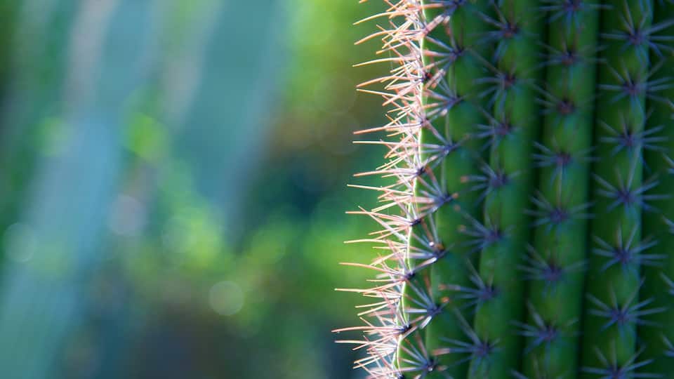 Palm Springs mostrando flores salvajes