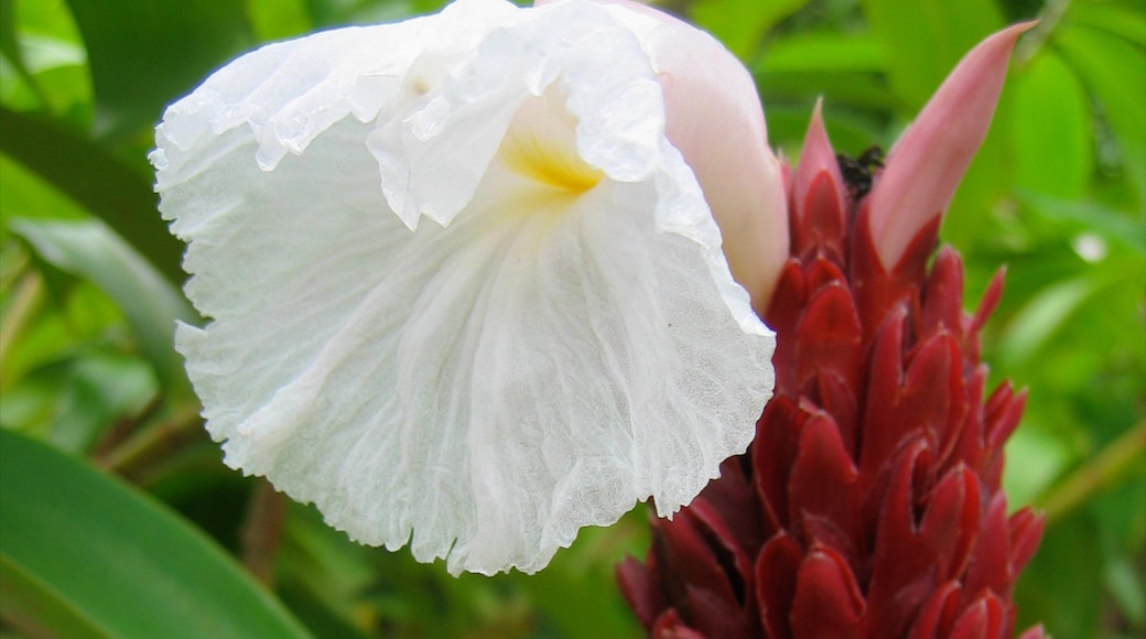 Costa Rica mit einem Blumen