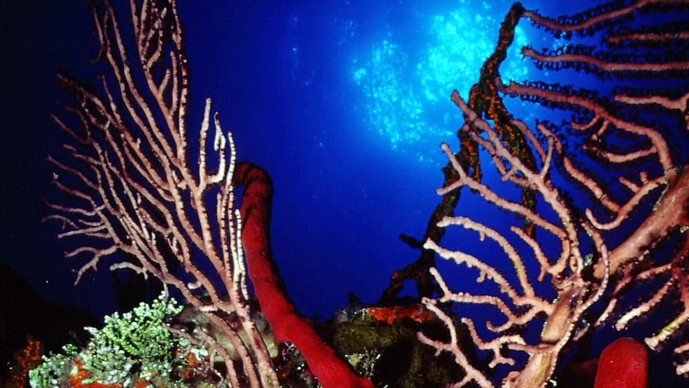 Cayman Islands featuring colourful reefs and marine life